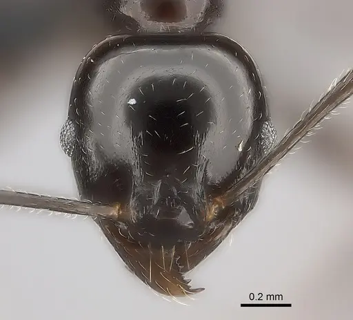 Pheidole longispinosa specimen CASENT0048755 image casent0048755_2