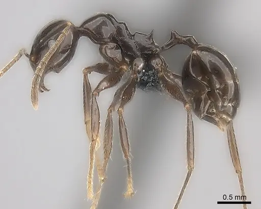 Pheidole longispinosa specimen CASENT0048755 image casent0048755_3