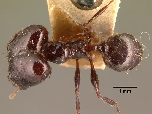 Pheidole longispinosa specimen CASENT0101419 image casent0101419_1