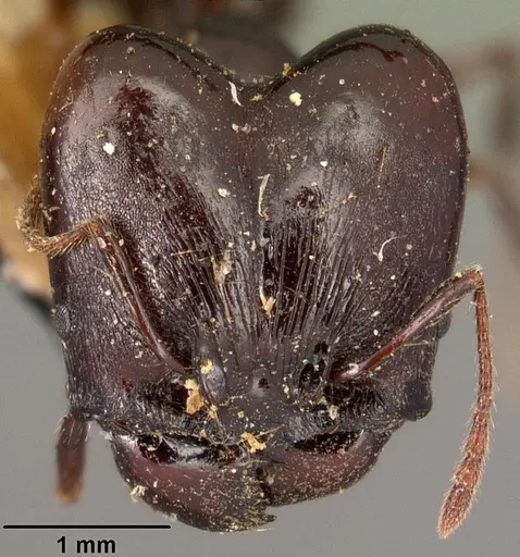 Pheidole longispinosa specimen CASENT0101419 image casent0101419_2