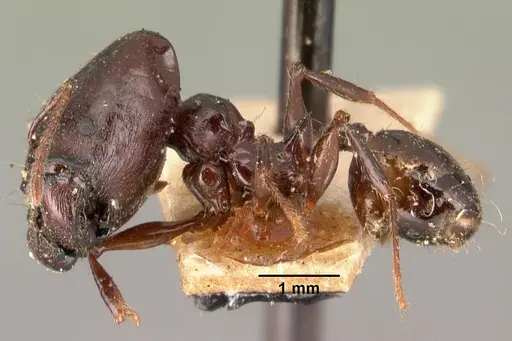 Pheidole longispinosa specimen CASENT0101419 image casent0101419_3