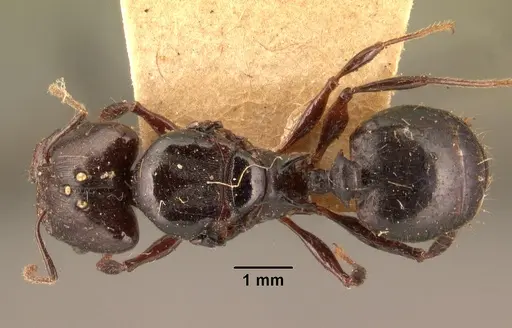Pheidole longispinosa specimen CASENT0101420 image casent0101420_1