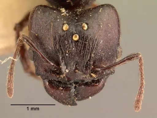 Pheidole longispinosa specimen CASENT0101420 image casent0101420_2