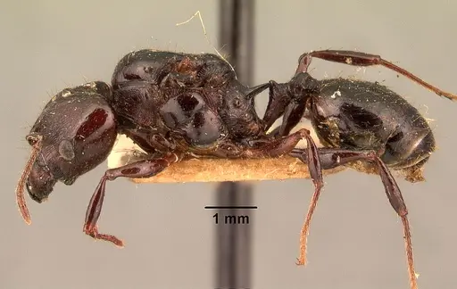 Pheidole longispinosa specimen CASENT0101420 image casent0101420_3