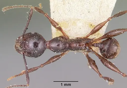 Pheidole longispinosa specimen CASENT0101598 image casent0101598_1