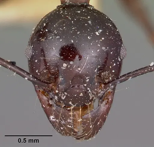 Pheidole longispinosa specimen CASENT0101598 image casent0101598_2