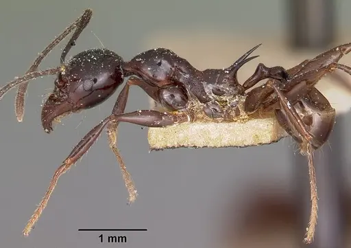 Pheidole longispinosa specimen CASENT0101598 image casent0101598_3