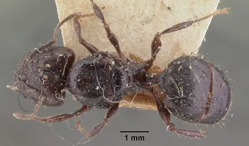 Pheidole longispinosa specimen CASENT0101657 image casent0101657_1