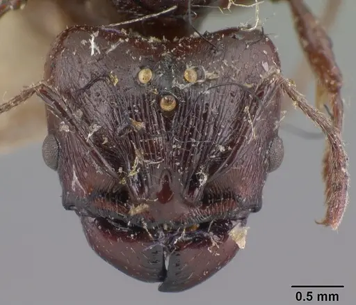 Pheidole longispinosa specimen CASENT0101657 image casent0101657_2