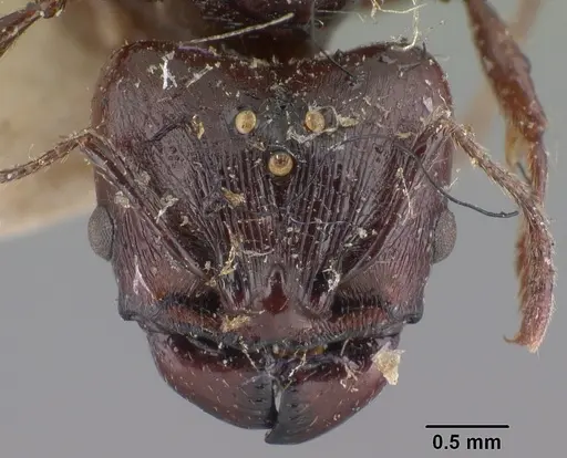 Pheidole longispinosa specimen CASENT0101657 image casent0101657_3