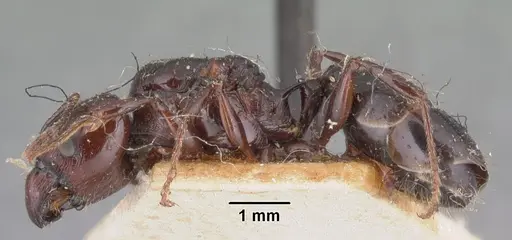 Pheidole longispinosa specimen CASENT0101657 image casent0101657_4