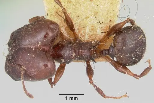 Pheidole longispinosa specimen CASENT0101682 image casent0101682_1