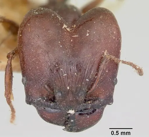 Pheidole longispinosa specimen CASENT0101682 image casent0101682_2