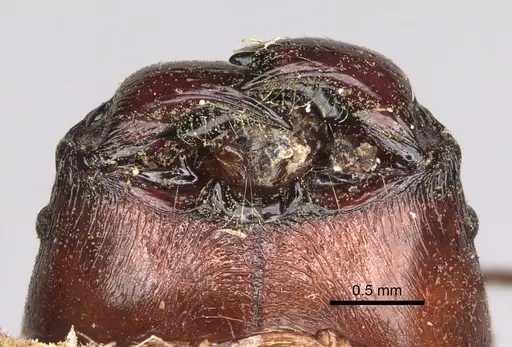 Pheidole longispinosa specimen CASENT0101682 image casent0101682_3