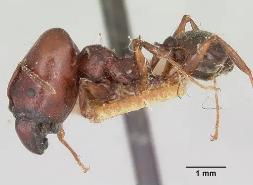 Pheidole longispinosa specimen CASENT0101682 image casent0101682_4