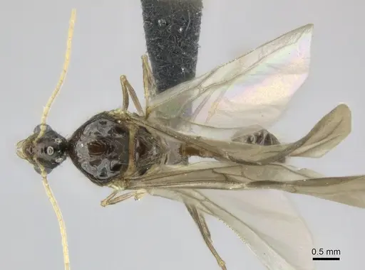 Pheidole longispinosa specimen CASENT0148994 image casent0148994_1