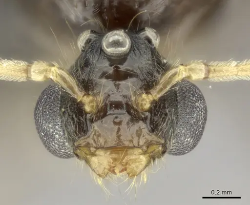 Pheidole longispinosa specimen CASENT0148994 image casent0148994_2