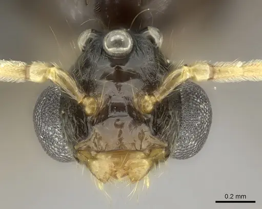 Pheidole longispinosa specimen CASENT0148994 image casent0148994_3