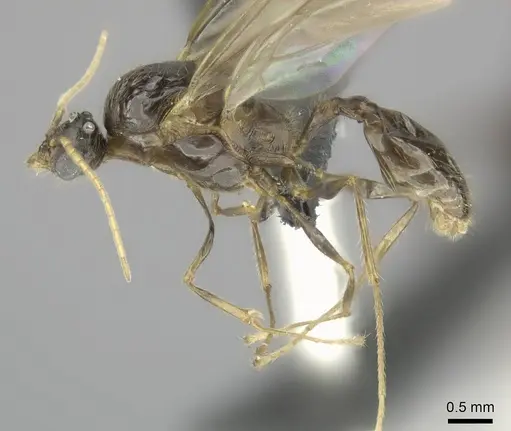 Pheidole longispinosa specimen CASENT0148994 image casent0148994_4
