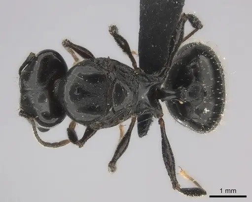 Pheidole longispinosa specimen CASENT0148995 image casent0148995_1