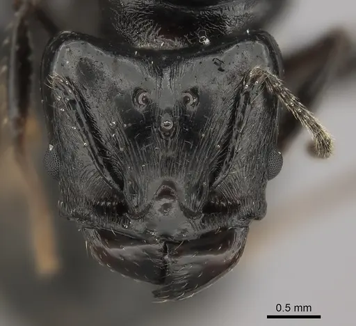 Pheidole longispinosa specimen CASENT0148995 image casent0148995_2