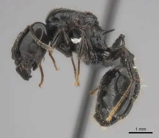 Pheidole longispinosa specimen CASENT0148995 image casent0148995_3