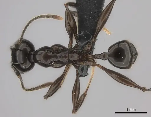 Pheidole longispinosa specimen CASENT0148996 image casent0148996_1