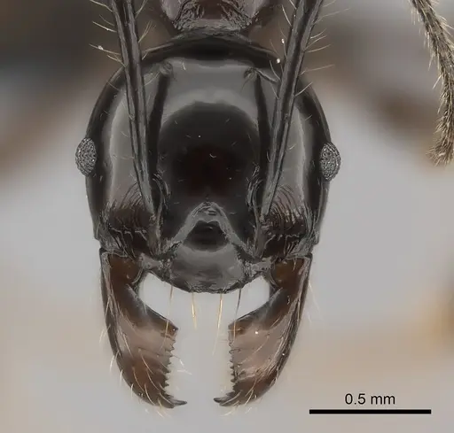 Pheidole longispinosa specimen CASENT0148996 image casent0148996_2