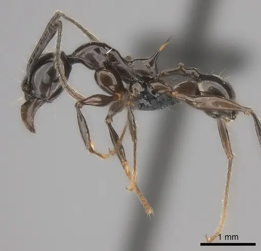 Pheidole longispinosa specimen CASENT0148996 image casent0148996_3