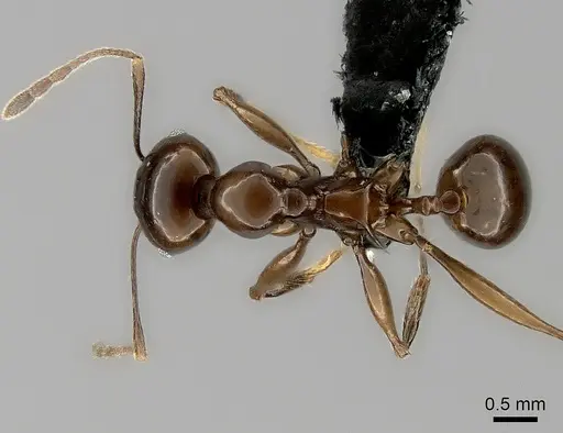 Pheidole longispinosa specimen CASENT0198112 image casent0198112_1