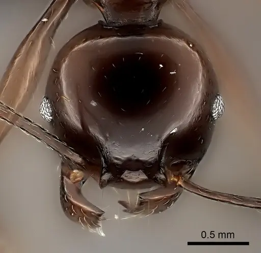 Pheidole longispinosa specimen CASENT0198112 image casent0198112_2