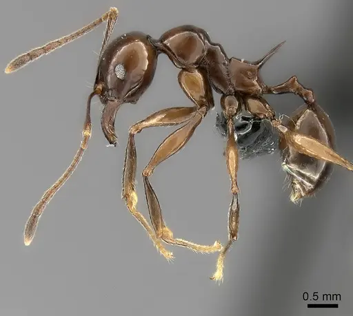 Pheidole longispinosa specimen CASENT0198112 image casent0198112_3