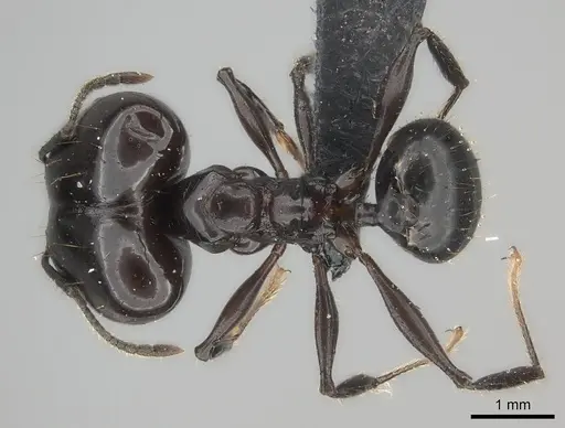 Pheidole longispinosa specimen CASENT0235023 image casent0235023_1