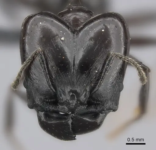 Pheidole longispinosa specimen CASENT0235023 image casent0235023_2