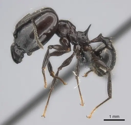 Pheidole longispinosa specimen CASENT0235023 image casent0235023_3