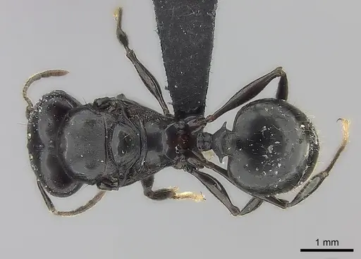 Pheidole longispinosa specimen CASENT0235139 image casent0235139_1