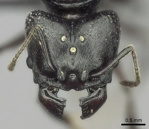 Pheidole longispinosa specimen CASENT0235139 image casent0235139_2
