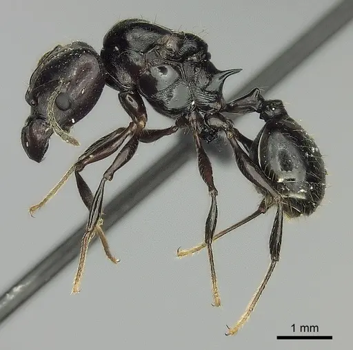 Pheidole longispinosa specimen CASENT0235139 image casent0235139_3