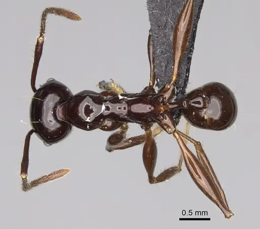 Pheidole longispinosa specimen CASENT0451282 image casent0451282_1
