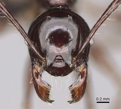 Pheidole longispinosa specimen CASENT0451282 image casent0451282_2