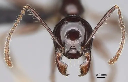 Pheidole longispinosa specimen CASENT0451282 image casent0451282_3