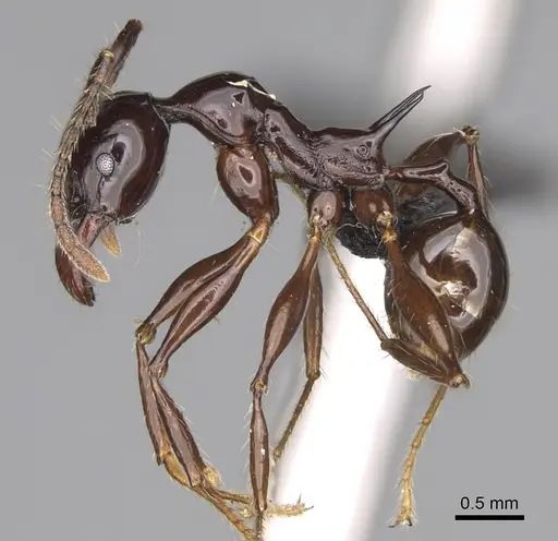 Pheidole longispinosa specimen CASENT0451282 image casent0451282_4