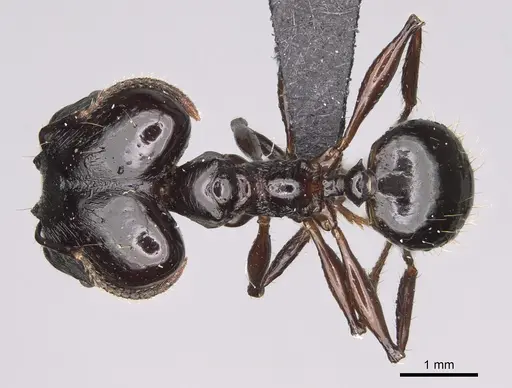 Pheidole longispinosa specimen CASENT0451284 image casent0451284_1