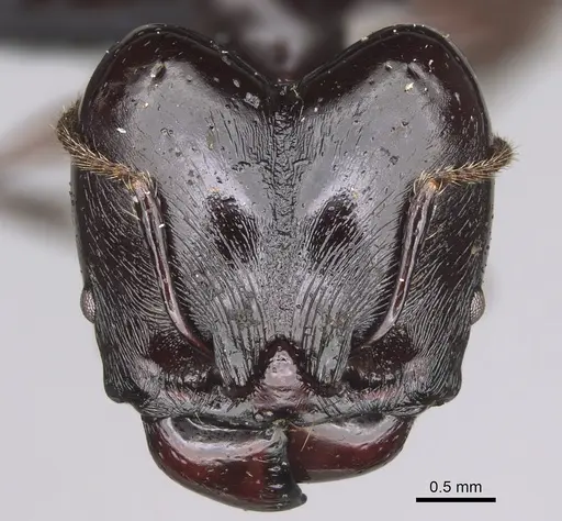 Pheidole longispinosa specimen CASENT0451284 image casent0451284_2