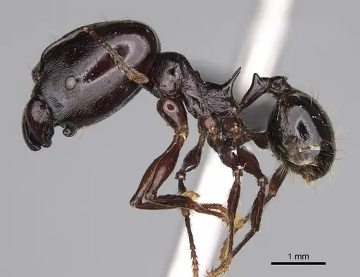Pheidole longispinosa specimen CASENT0451284 image casent0451284_4