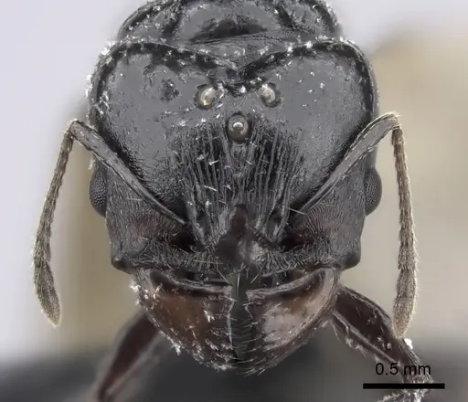 Pheidole longispinosa specimen CASENT0455924 image casent0455924_2