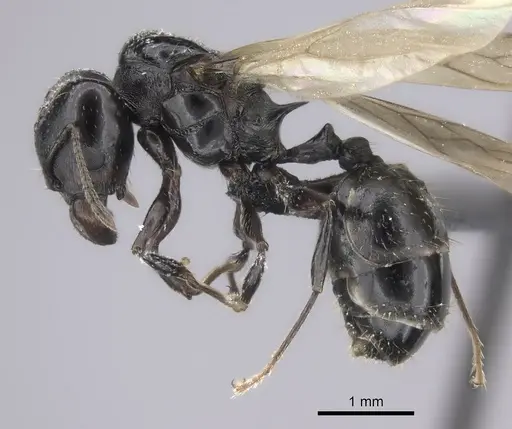 Pheidole longispinosa specimen CASENT0455924 image casent0455924_3