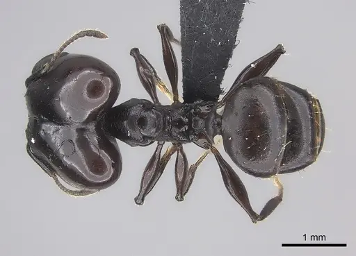 Pheidole longispinosa specimen CASENT0455925 image casent0455925_1