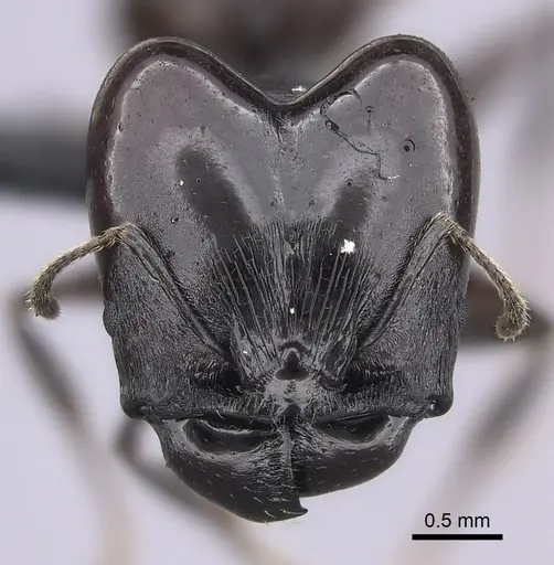 Pheidole longispinosa specimen CASENT0455925 image casent0455925_2