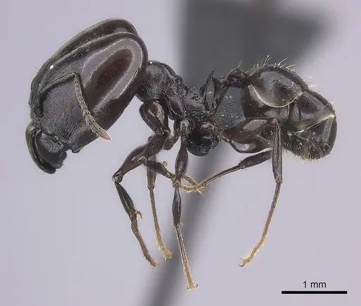 Pheidole longispinosa specimen CASENT0455925 image casent0455925_3